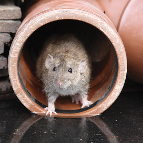 Rodent Near Cables